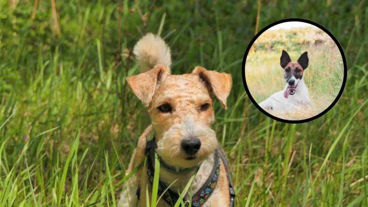 Enfermedades más comunes del Fox terrier