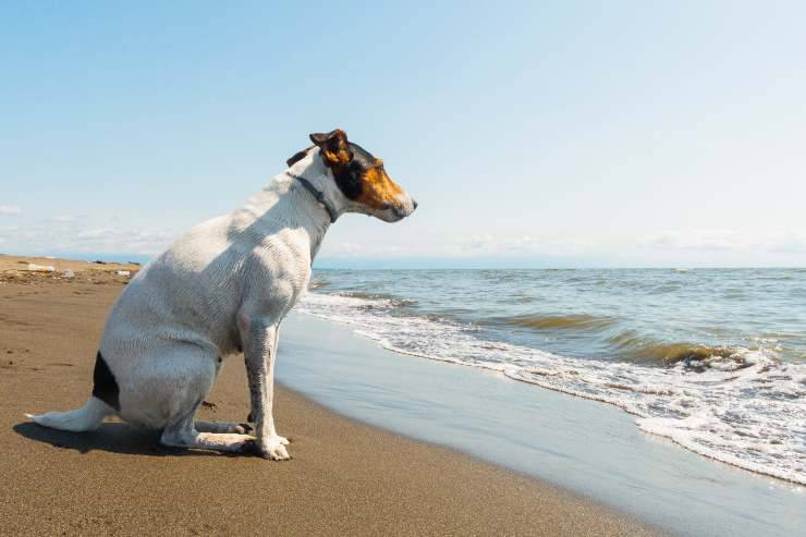 fox terrier de pelo liso