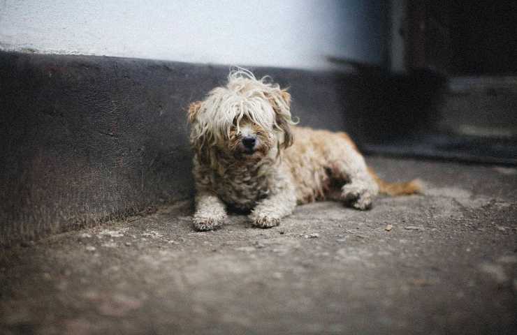 perro abandonado