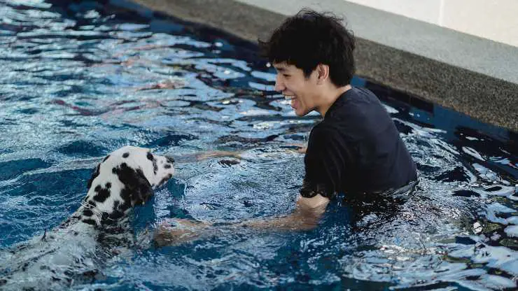 piscina de la casa del perro