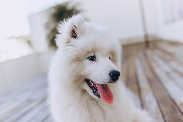Fido y limpieza de dientes