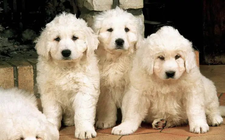 tres cachorros tatra