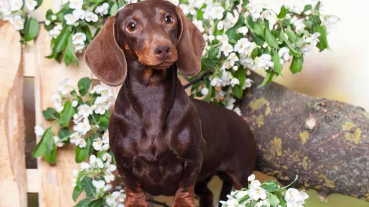 jazmin peligroso para perro