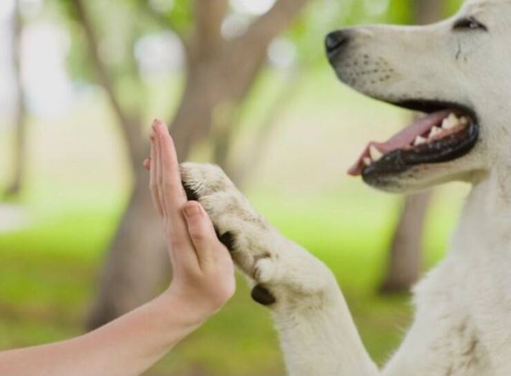 Pata de perro (Pantalla Pinterest)