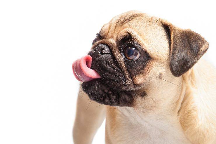 El perro quiere al amo.