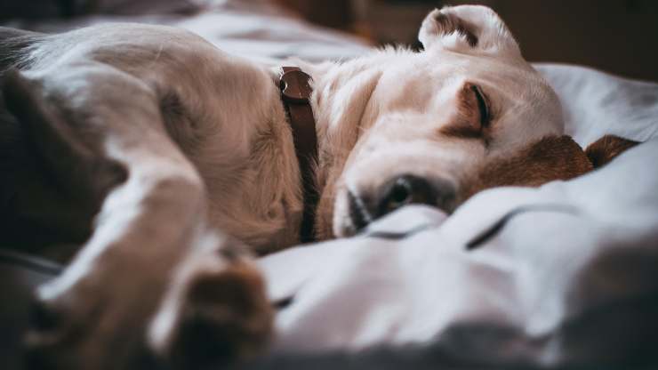perro enfermo