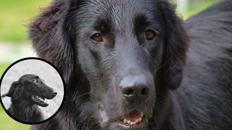 Alimentación del perro perdiguero de pelo liso