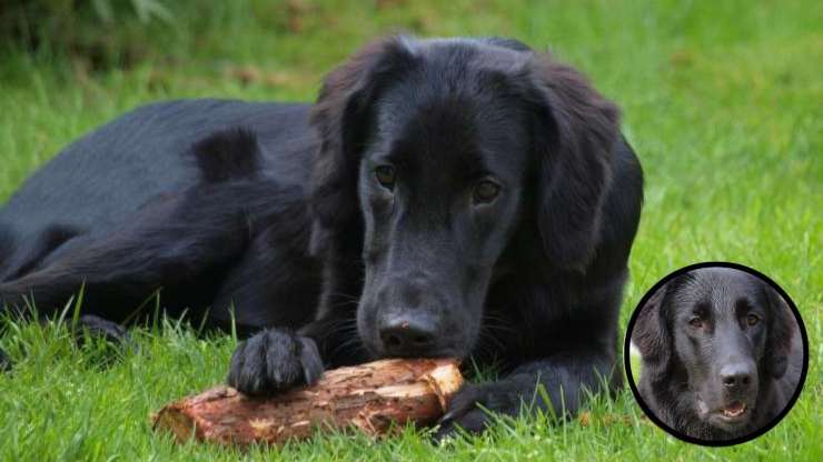Cómo cuidar el pelaje del Flat Coated Retriever Cura del pelo del Flat Coated Retriever