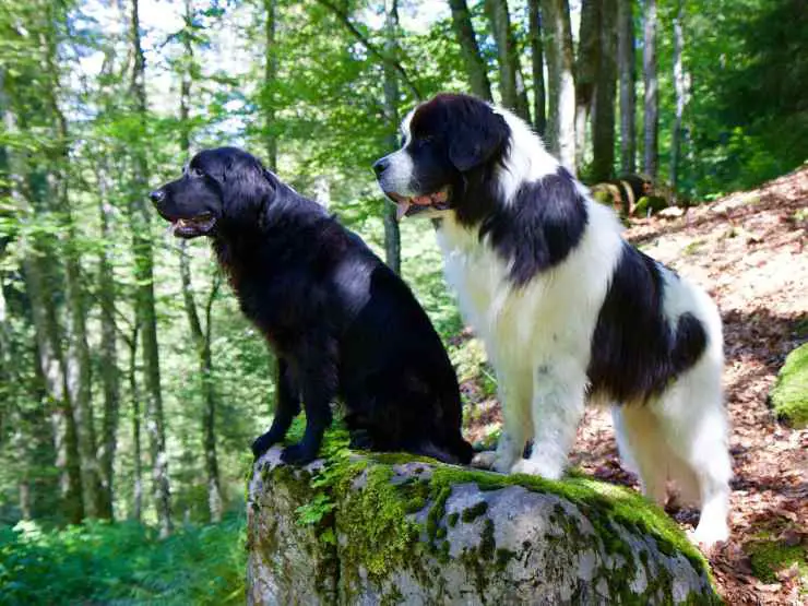 Debido Flat Coated Retriever