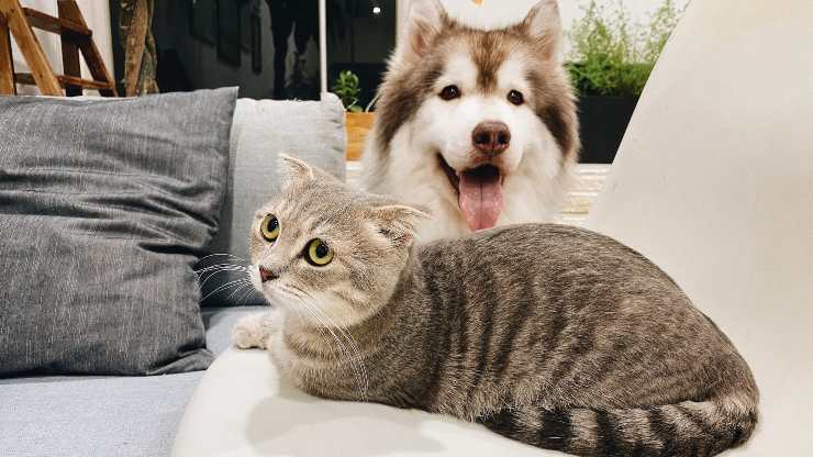 perro y gato