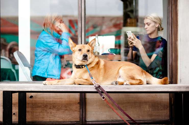El peludo del restaurante