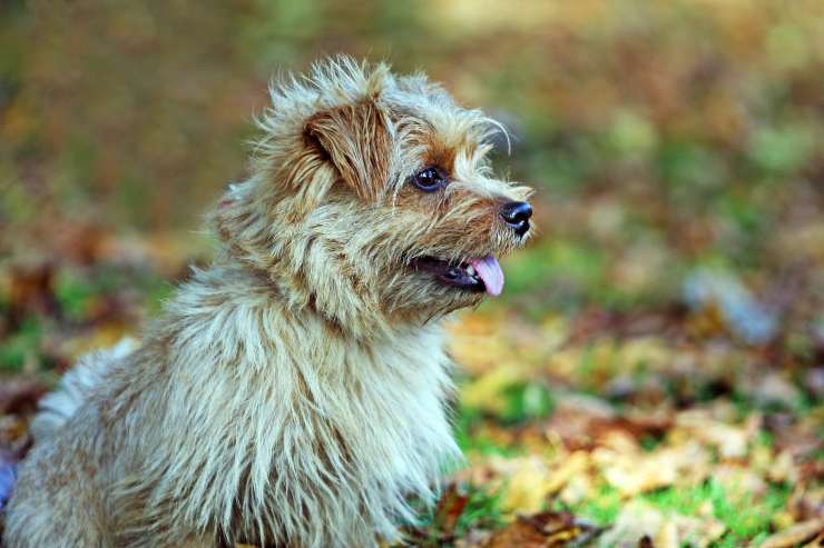 Perrito en la naturaleza