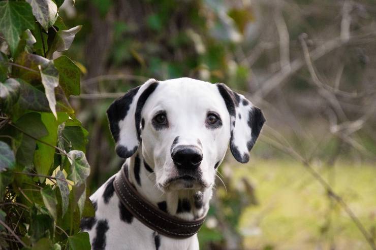 Cachorros que se intimidan