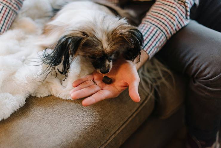La alimentacion de los perros