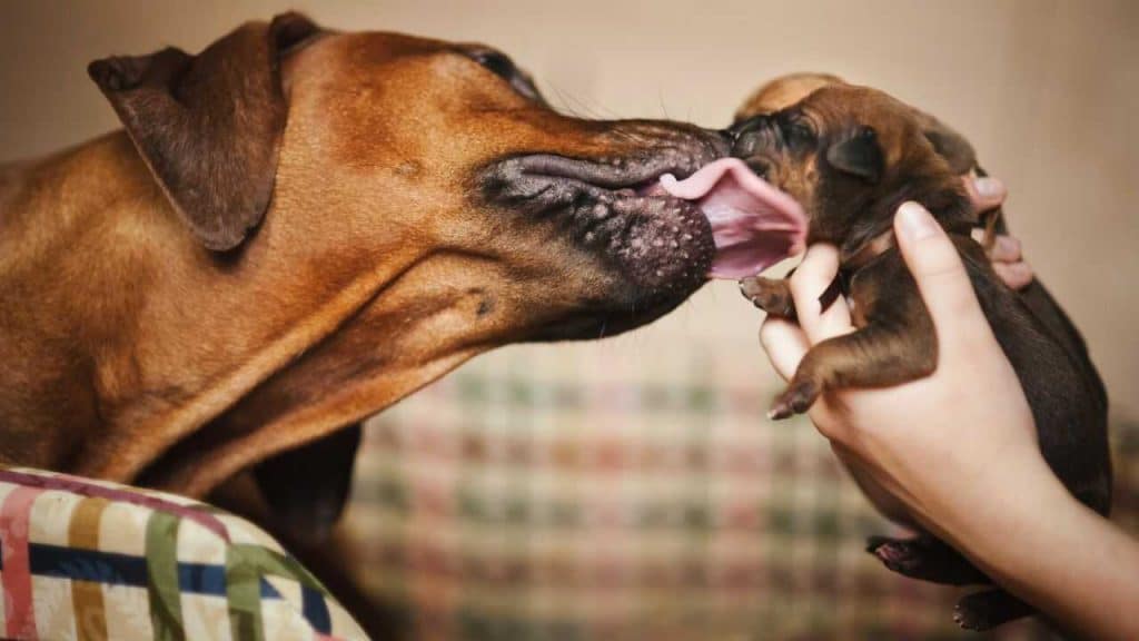 Cuándo se puede separar a los cachorros de su madre: lo que establece ...