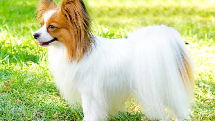 ¿Qué come un Continental Dwarf Spaniel? Nutrición del Continental Dwarf Spaniel