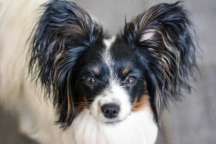 Spaniel enano continental