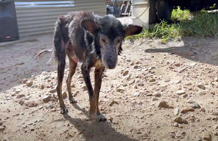 débil perro enfermo familia abandonada