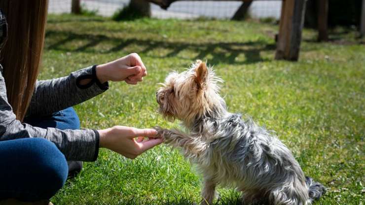 enseñar comando de perro
