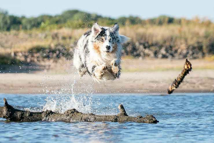 el perro juega en el mar