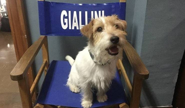 perro rocco schiavone