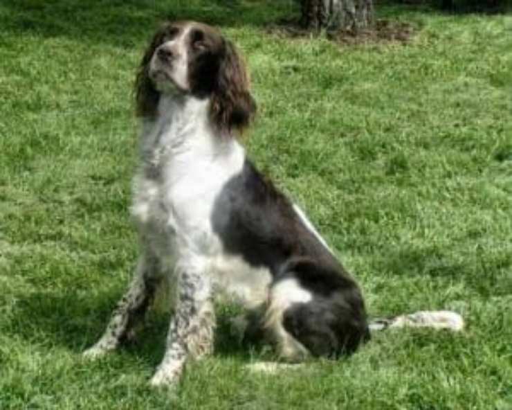perro de aguas francés