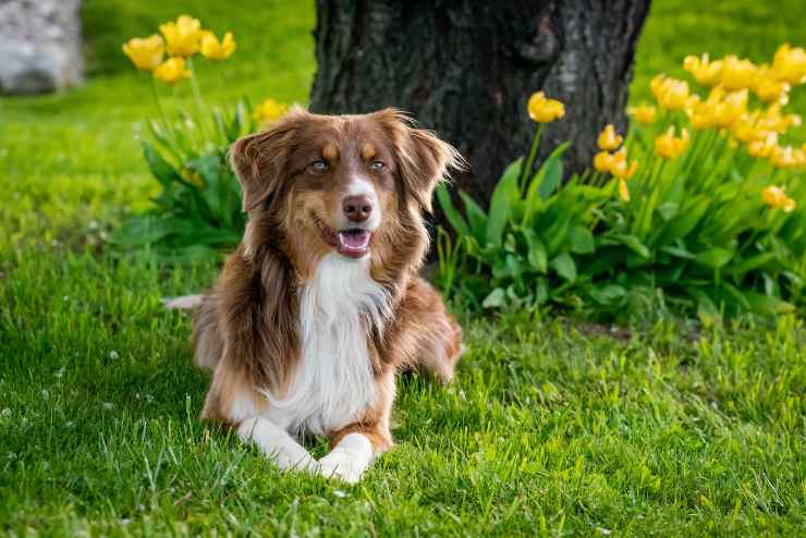 El comportamiento del perro