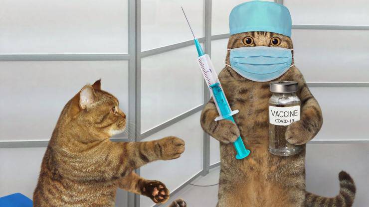 vacunas para gatos