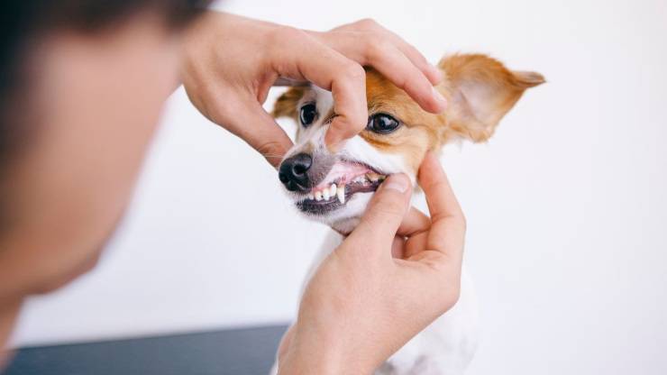 dientes de perro