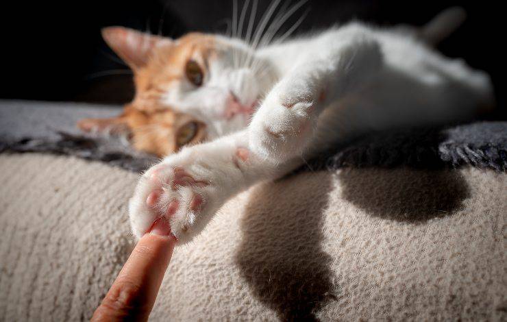 almohadillas para gatos