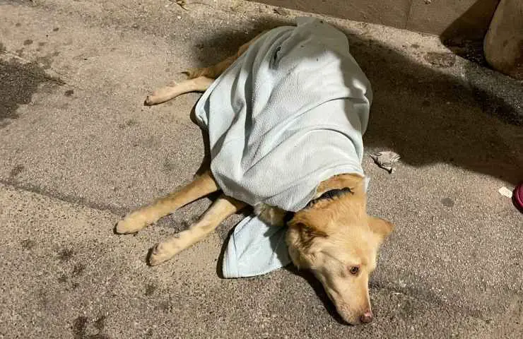 perro se tira desde el tercer piso