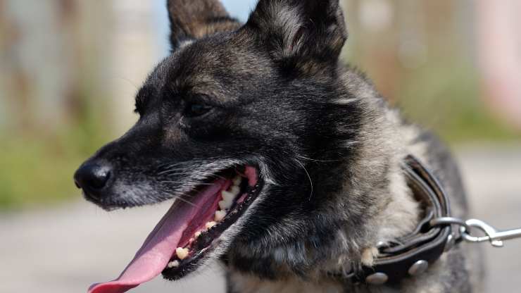 collar de perro