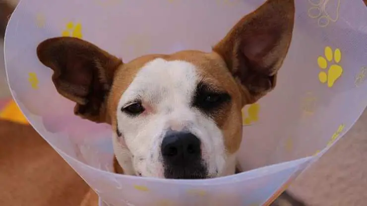 perro de collar isabelino