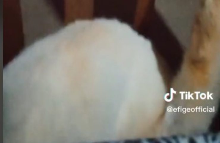 vídeo de la pata levantada del gato