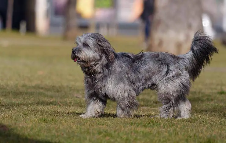 perro pastor catalán