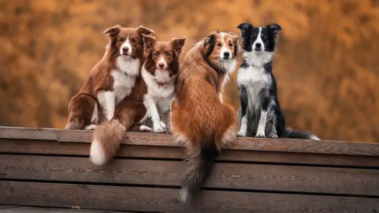 genitales de perros
