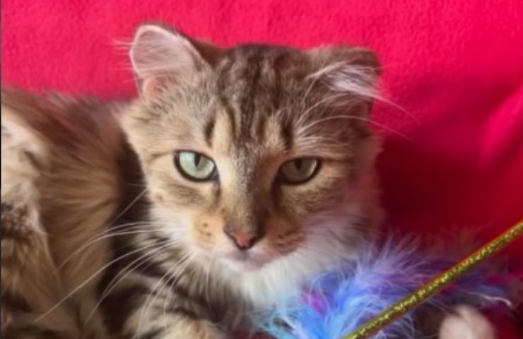 adoptar un gato