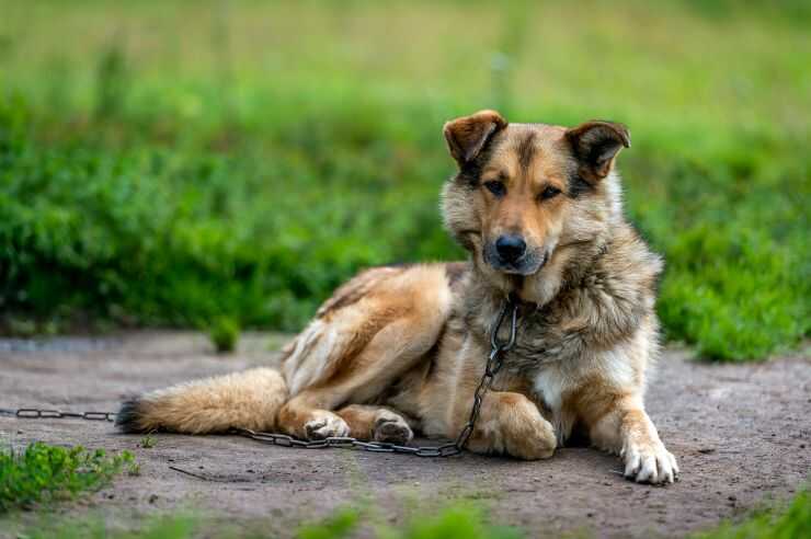 ¿Es legal en Puglia mantener al perro encadenado?