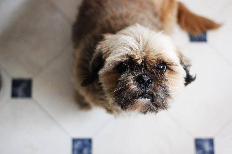alimentación de perros