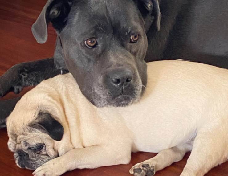 Los perros de Marco Carta
