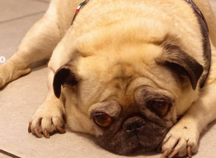 Los perros de Marco Carta