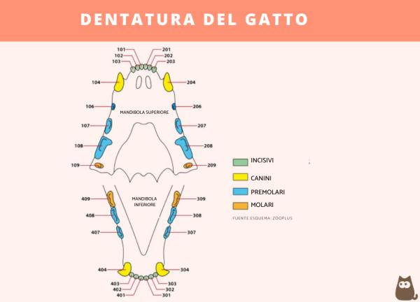 ¿Cuántos dientes tiene un gato? - ¿Cómo son los dientes de un gato?