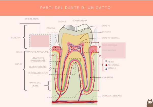 ¿Cuántos dientes tiene un gato? - ¿Cómo son los dientes de un gato?