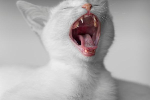 ¿Cuántos dientes tiene un gato? - ¿Cuántos dientes tiene un gato bebé?