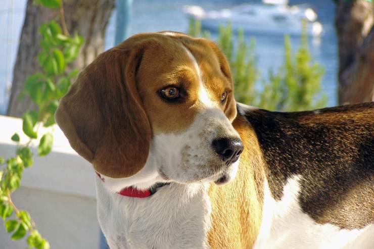 Perro preocupado (Foto Pixabay)