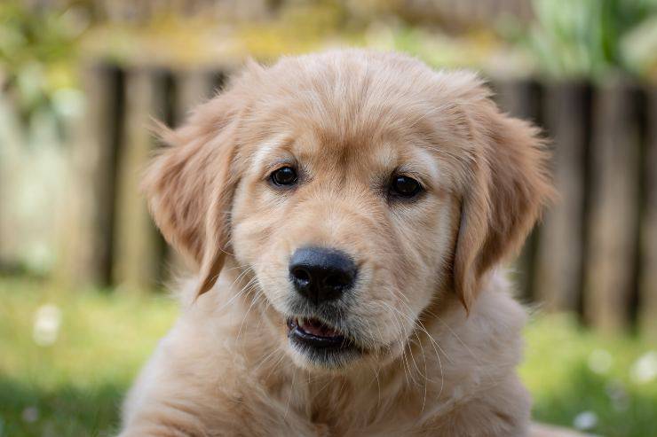 Razas de perros que aman los besos