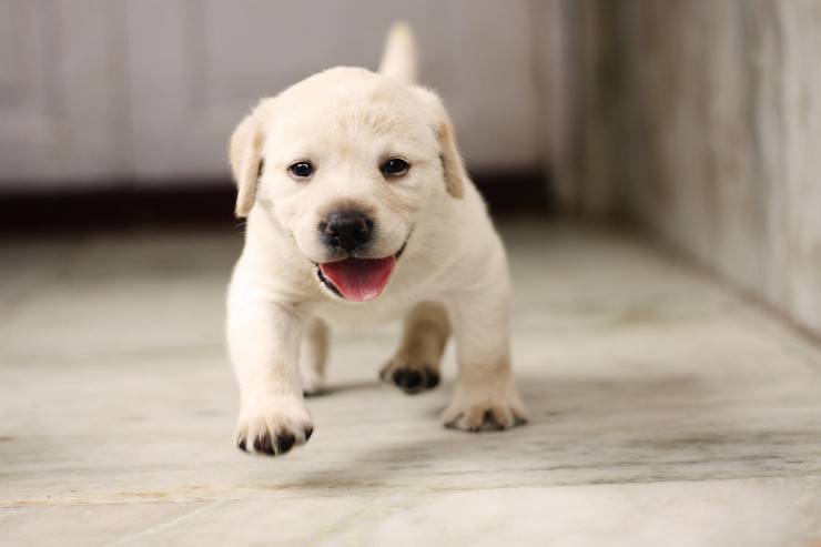 Fido se mueve feliz