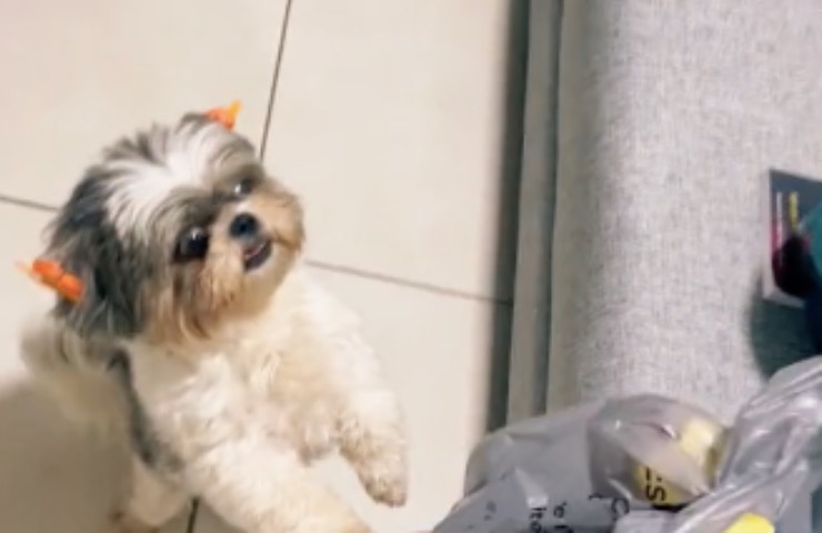reacción de regalo de cereza de perrito