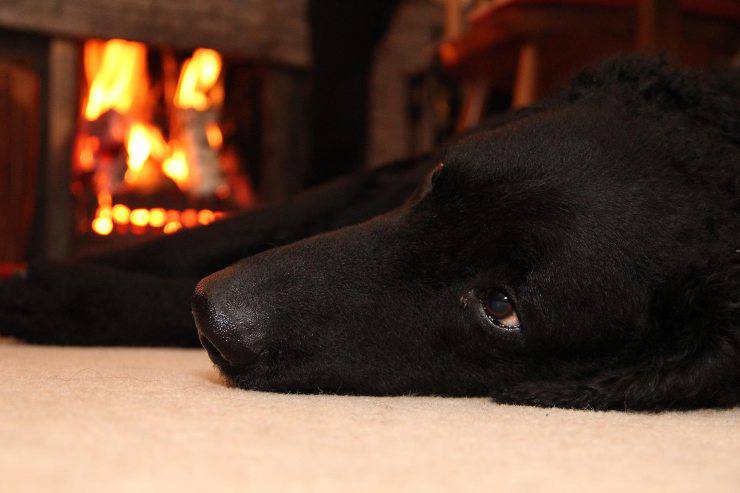 Perro descansa junto al fuego