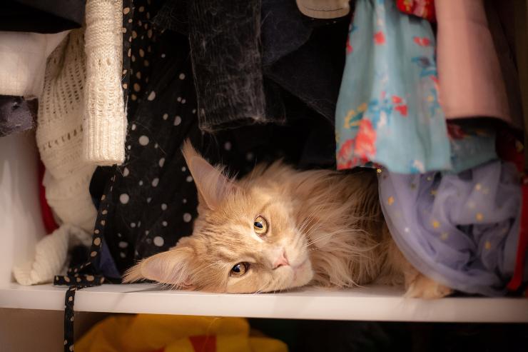 El gato muerde mi ropa: lo importante que debes saber sobre el felino -  Vida con Mascotas ▷➡️
